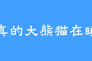 天真的大熊猫在睡觉