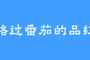 路过番茄的品红